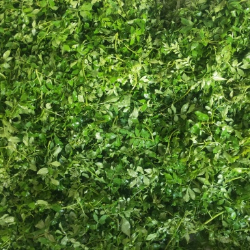 花椒芽花椒嫩叶产地直供大山里的特产无污染