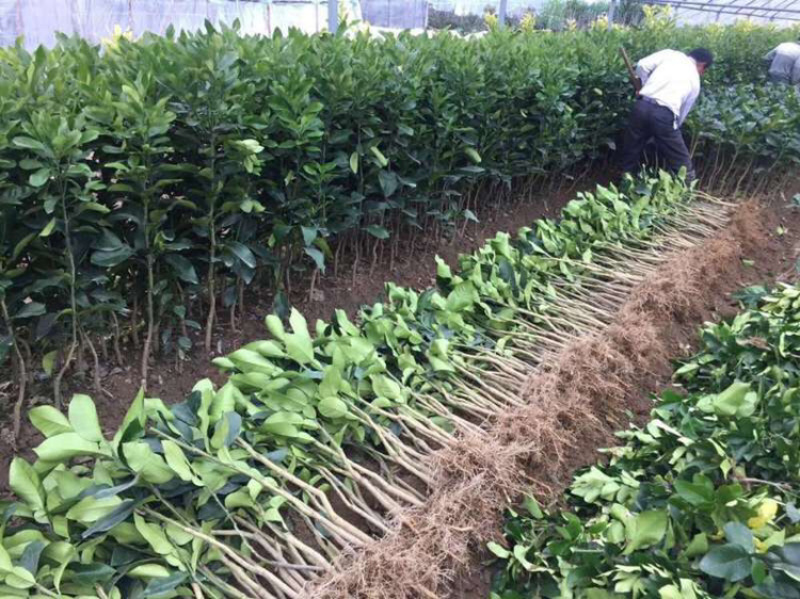 三红蜜柚苗，三红柚子2年苗三红柚树苗基地