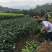 三红蜜柚苗，三红柚子2年苗三红柚树苗基地