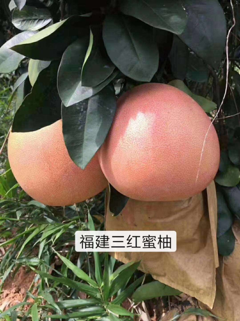 三红蜜柚苗，三红柚子2年苗三红柚树苗基地