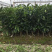 三红蜜柚苗，三红柚子2年苗三红柚树苗基地