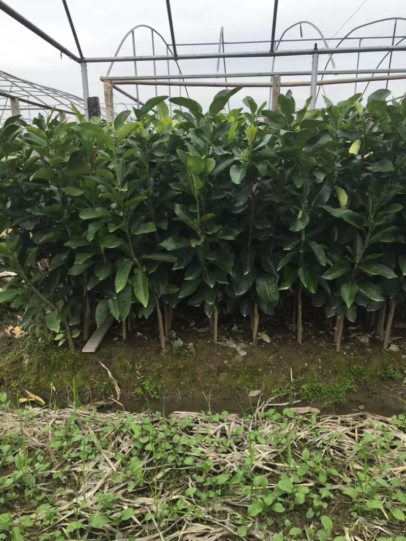 三红蜜柚苗，三红柚子2年苗三红柚树苗基地