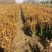 【瓜子黄杨床苗】小叶黄杨树苗南方北方种植庭院地栽盆栽
