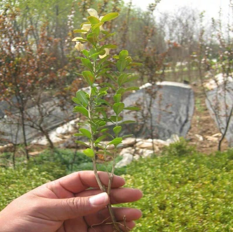 【瓜子黄杨床苗】小叶黄杨树苗南方北方种植庭院地栽盆栽
