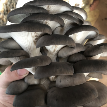 【推荐】鲜平菇/优质黑平菇/大片黑平菇/大型基地供货。