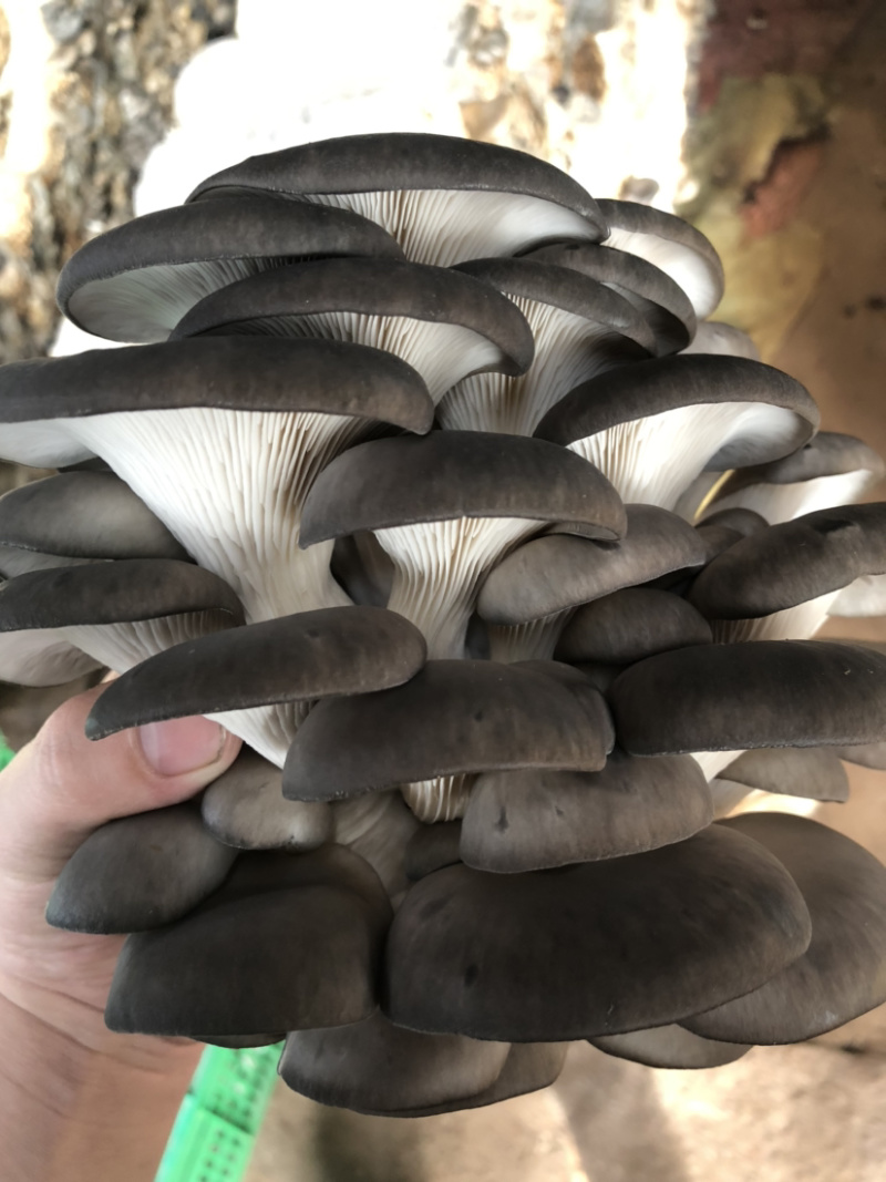 【推荐】鲜平菇/优质黑平菇/大片黑平菇/大型基地供货。