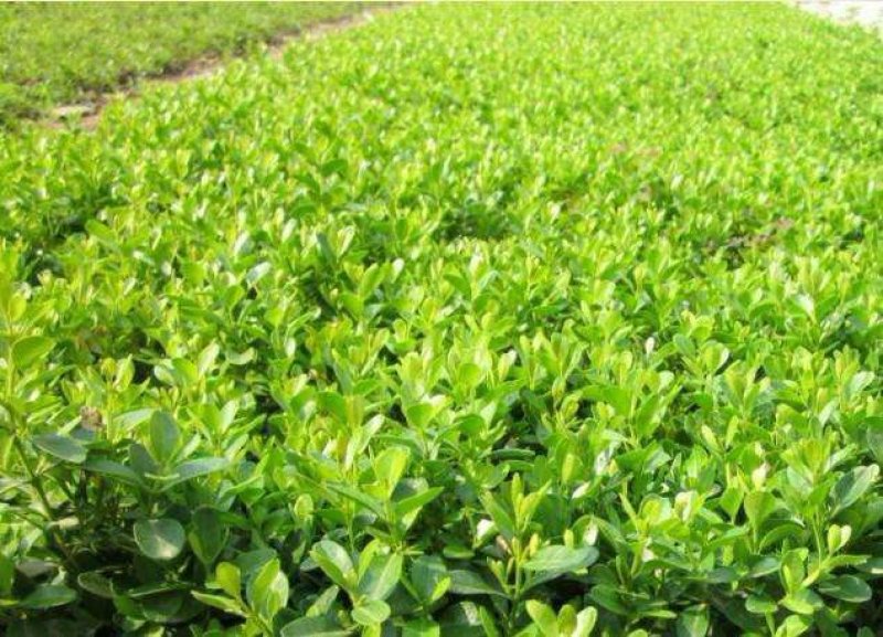 【瓜子黄杨床苗】小叶黄杨树苗南方北方种植庭院地栽盆栽