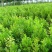 【瓜子黄杨床苗】小叶黄杨树苗南方北方种植庭院地栽盆栽