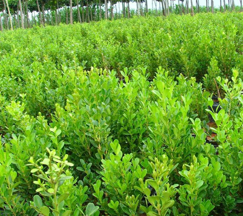 【瓜子黄杨床苗】小叶黄杨树苗南方北方种植庭院地栽盆栽