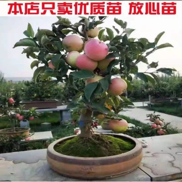 盆栽苹果苗，苹果苗南北方种植新品种矮化四季嫁接红富士果树