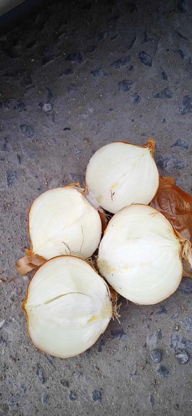 【洋葱】金乡精品黄洋葱个头圆润品质优欢迎选购