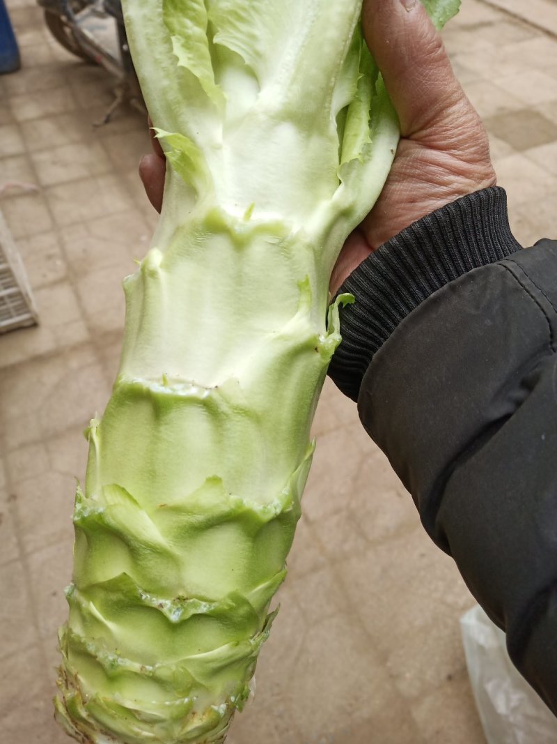 片山东莴苣
