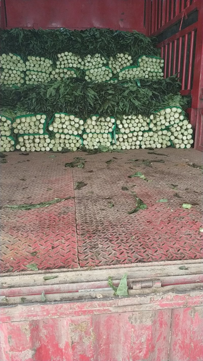 湖北当阳莴笋大量上市红叶莴笋基地直供可视频看货