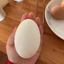 出售自家的土鹅蛋纯放养鲜鹅蛋供应超市菜场禽蛋批发部