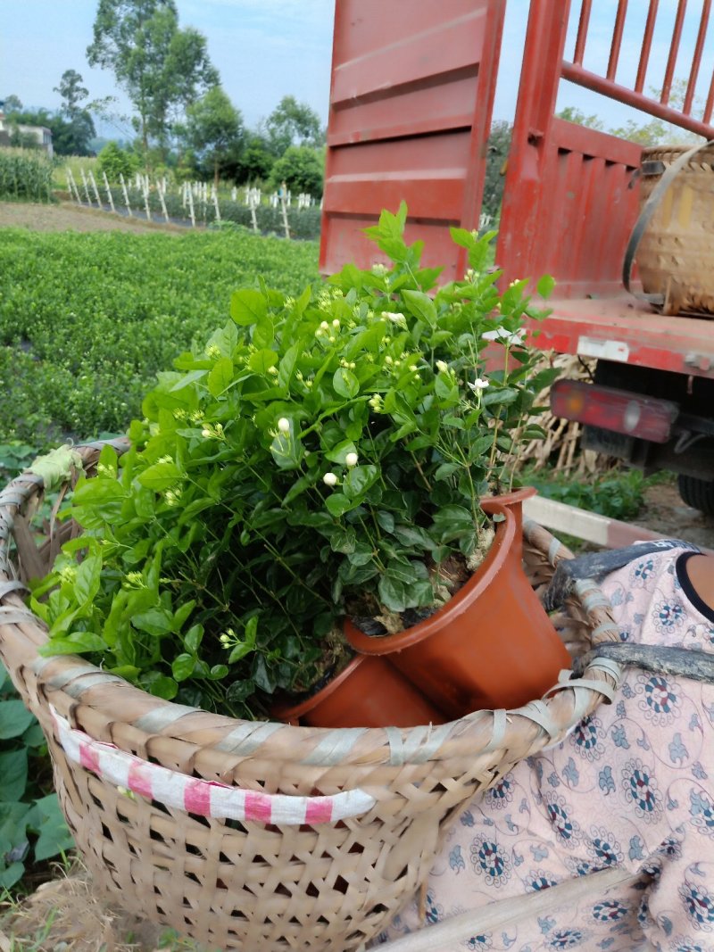 茉莉花精品基地直供，货源充足诚信经营，动起来。