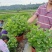 茉莉花精品基地直供，货源充足诚信经营，动起来。