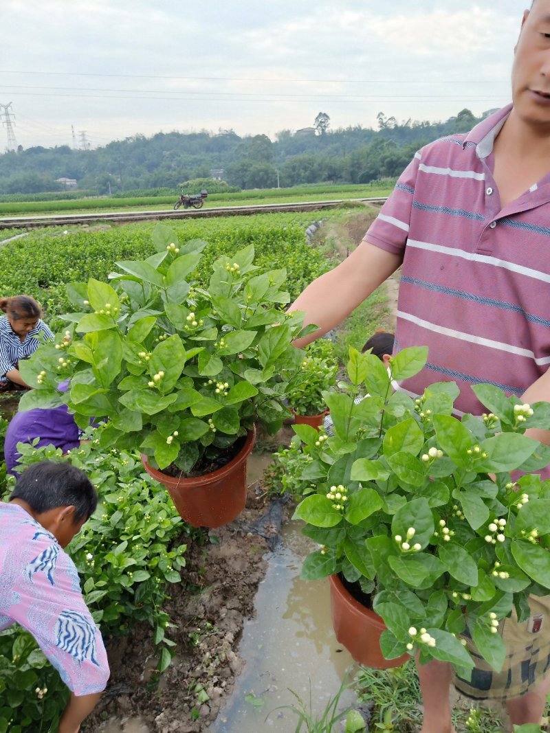 茉莉花精品基地直供，货源充足诚信经营，动起来。