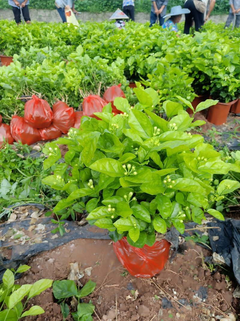 茉莉花精品基地直供，货源充足诚信经营，动起来。
