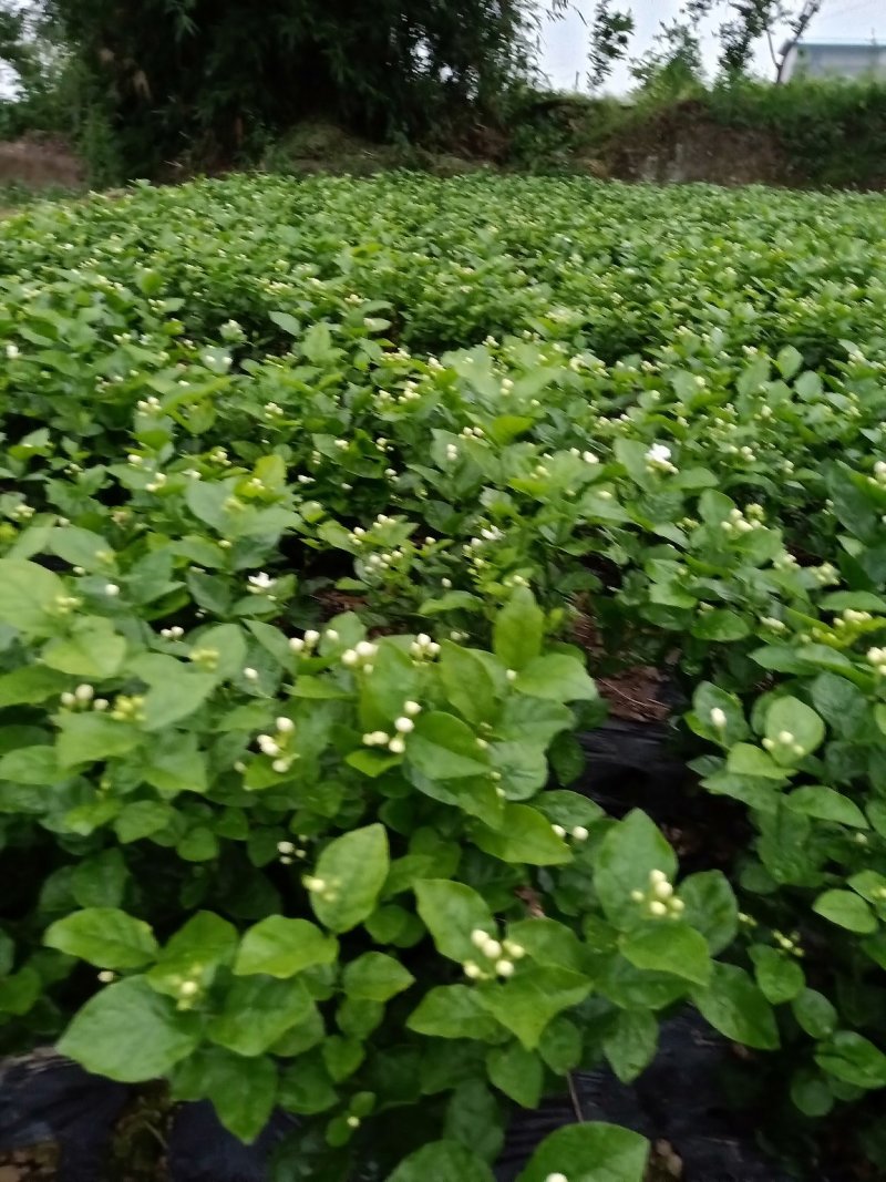 茉莉花精品基地直供，货源充足诚信经营，动起来。