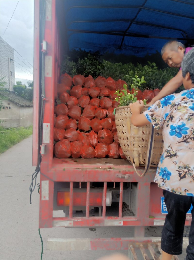 茉莉花精品基地直供，货源充足诚信经营，动起来。