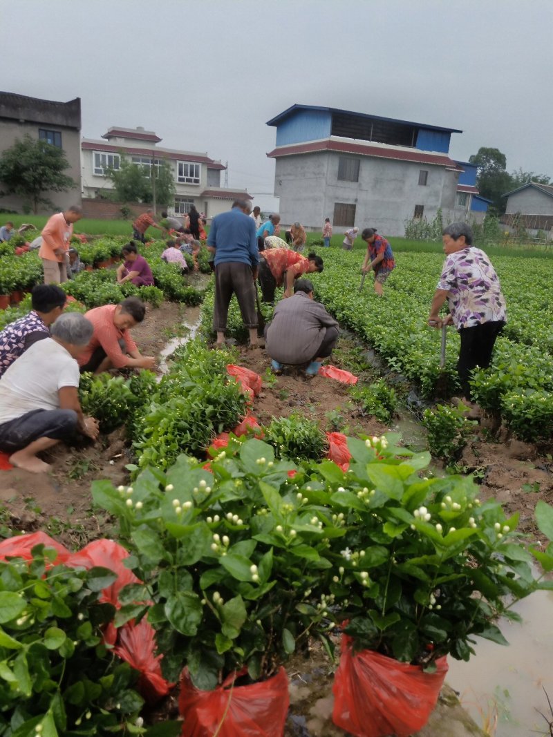 茉莉花精品基地直供，货源充足诚信经营，动起来。