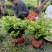 茉莉花精品基地直供，货源充足诚信经营，动起来。