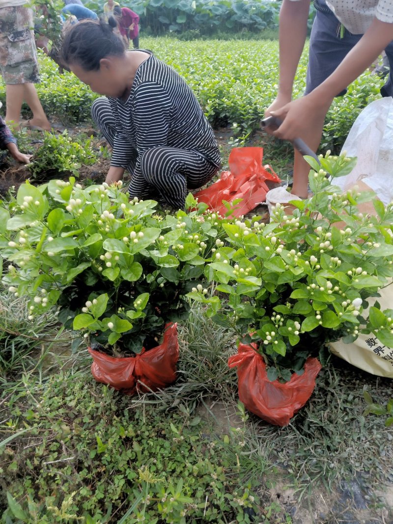 茉莉花精品基地直供，货源充足诚信经营，动起来。