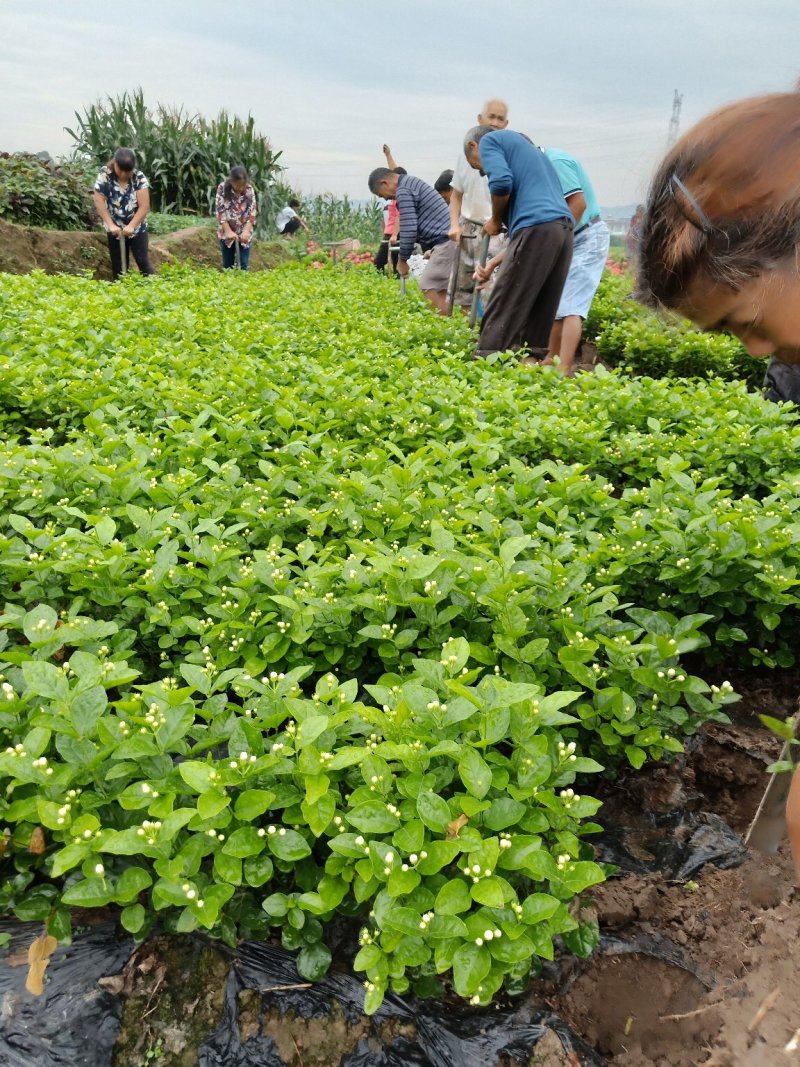 茉莉花精品基地直供，货源充足诚信经营，动起来。