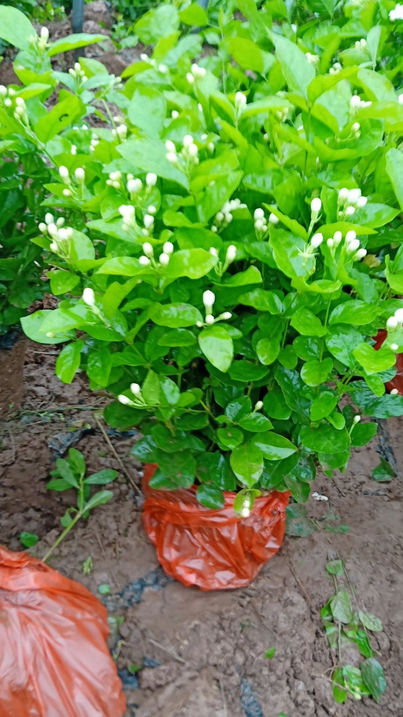 茉莉花精品基地直供，货源充足诚信经营，动起来。