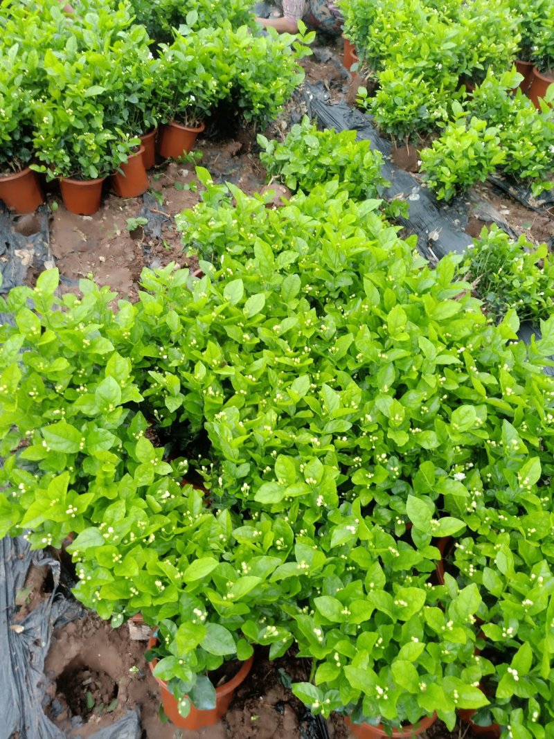 茉莉花精品基地直供，货源充足诚信经营，动起来。