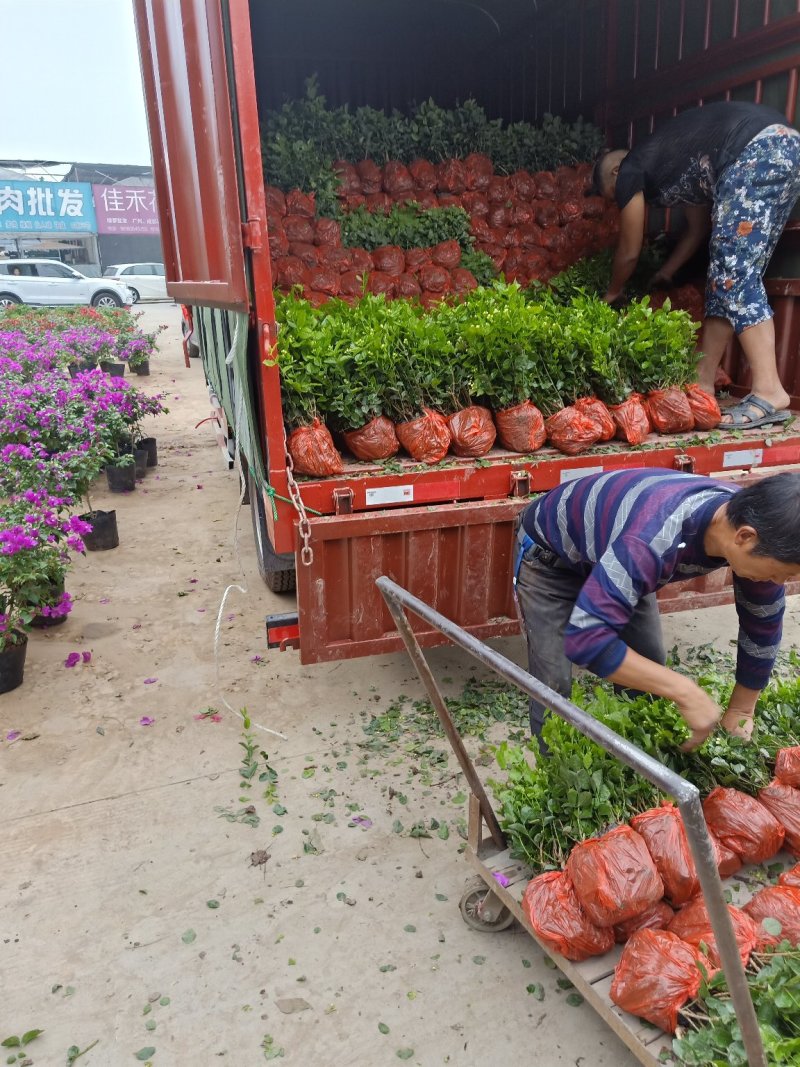 茉莉花精品基地直供，货源充足诚信经营，动起来。