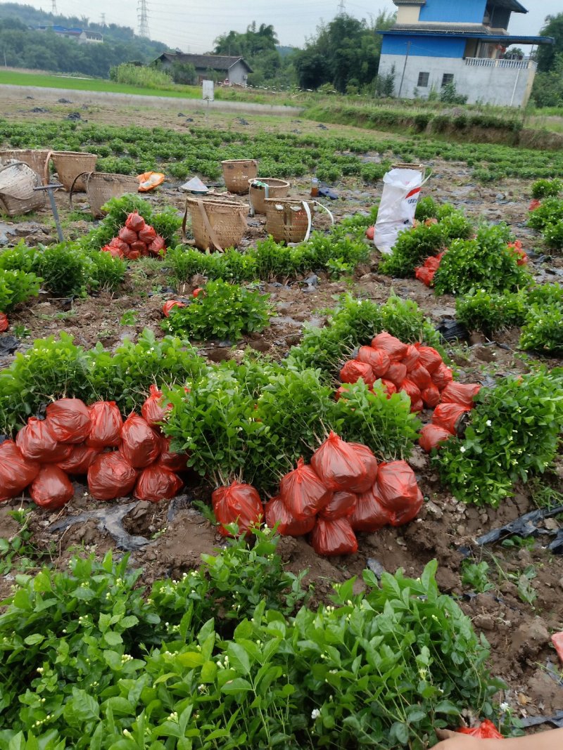 茉莉花精品基地直供，货源充足诚信经营，动起来。
