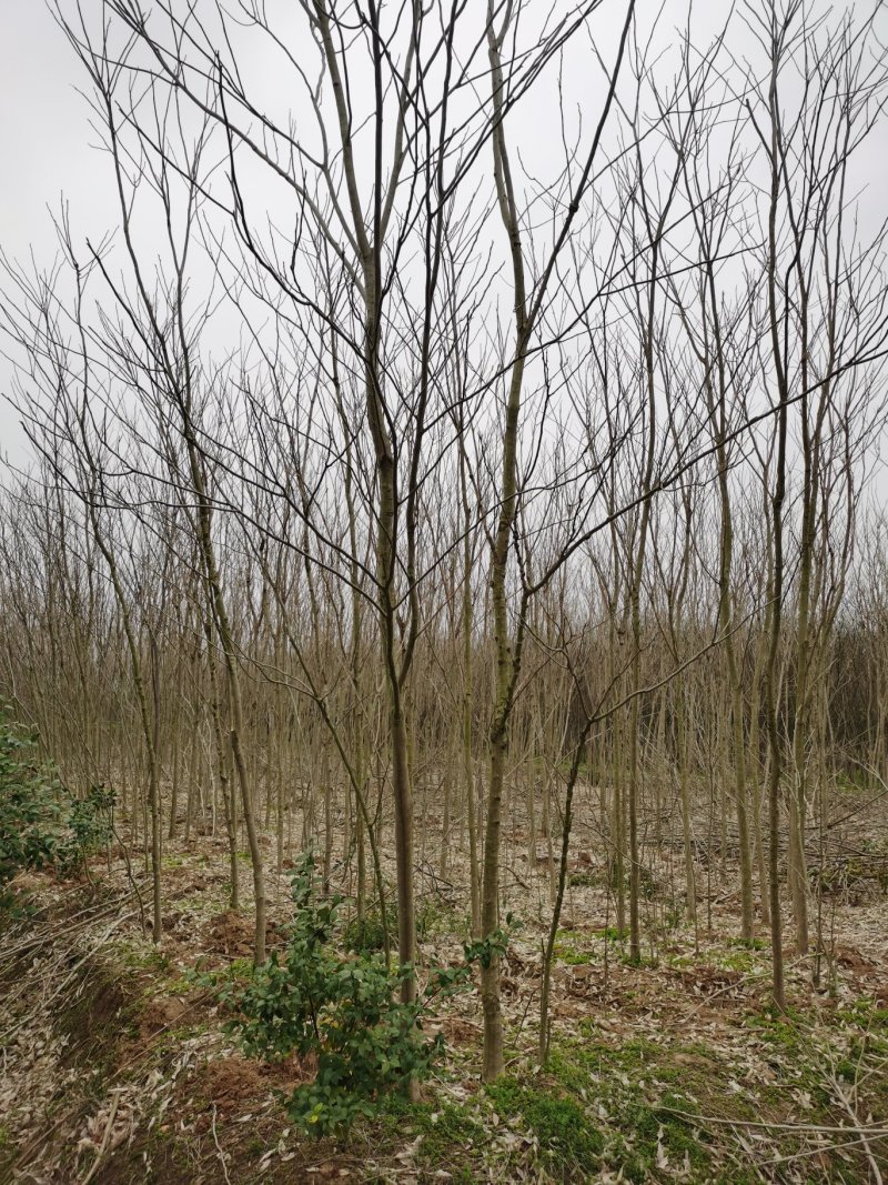 中山杉14-16公分中山杉，杉树价格，杉树基地