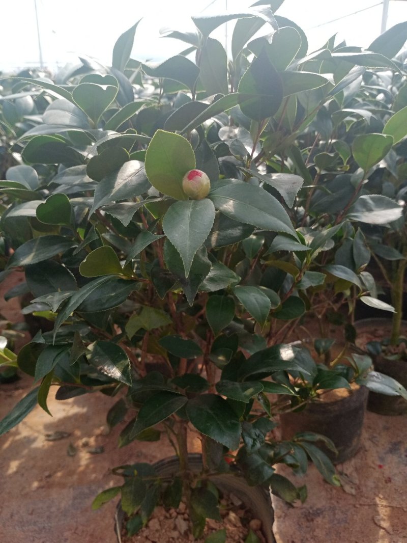 四季香妃茶花苗赤丹山茶花树苗带花苞浓香型庭院室内好养树苗