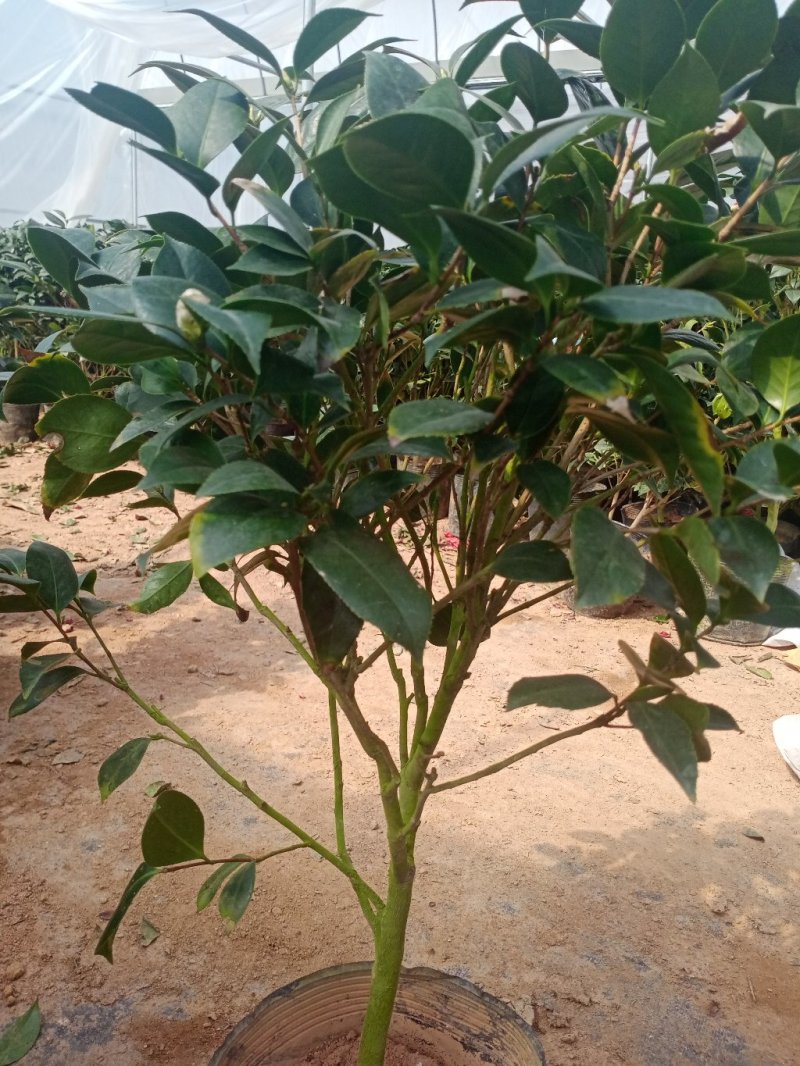 四季香妃茶花苗赤丹山茶花树苗带花苞浓香型庭院室内好养树苗