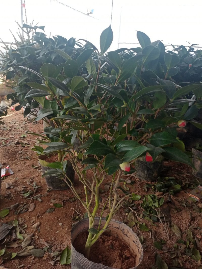 四季香妃茶花苗赤丹山茶花树苗带花苞浓香型庭院室内好养树苗