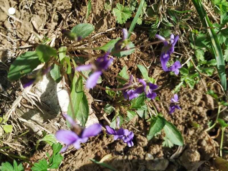 紫花地丁野菜中药材，2022年新品茶，一手货源超低价包邮