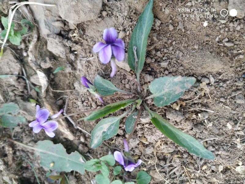 紫花地丁野菜中药材，2022年新品茶，一手货源超低价包邮