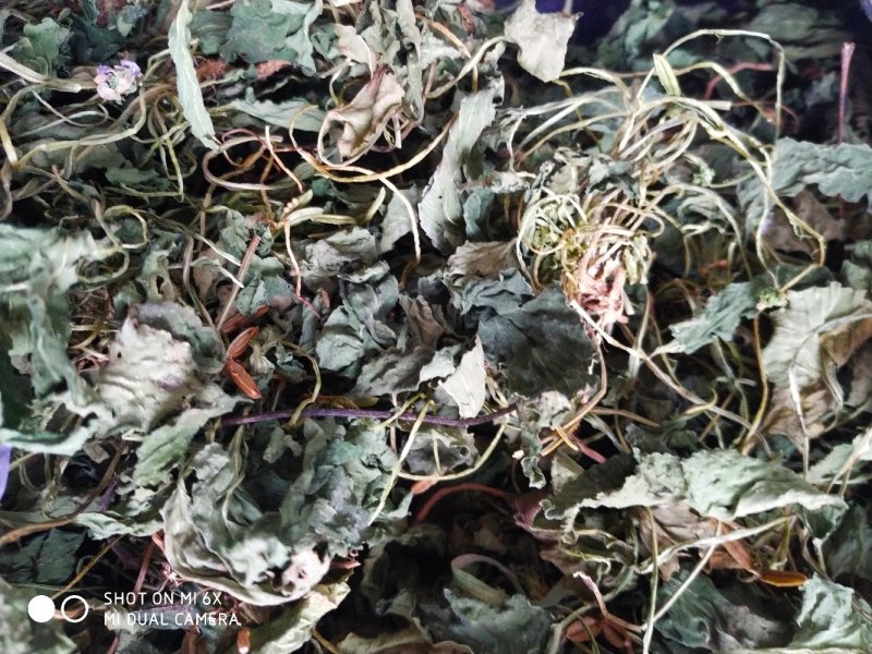 紫花地丁野菜中药材，2022年新品茶，一手货源超低价包邮