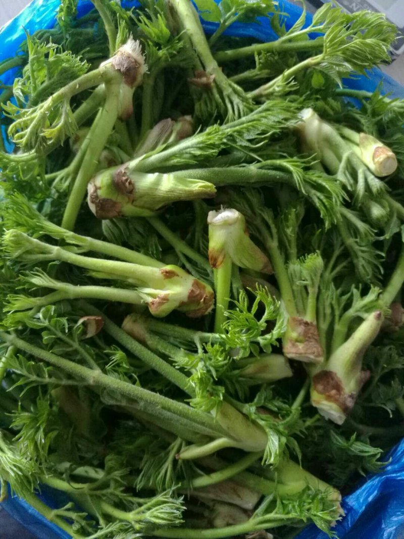 刺嫩芽野生的