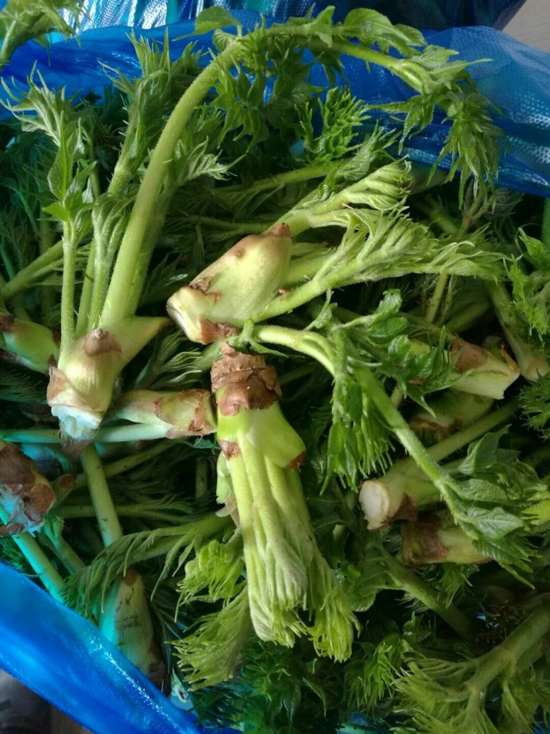 刺嫩芽野生的
