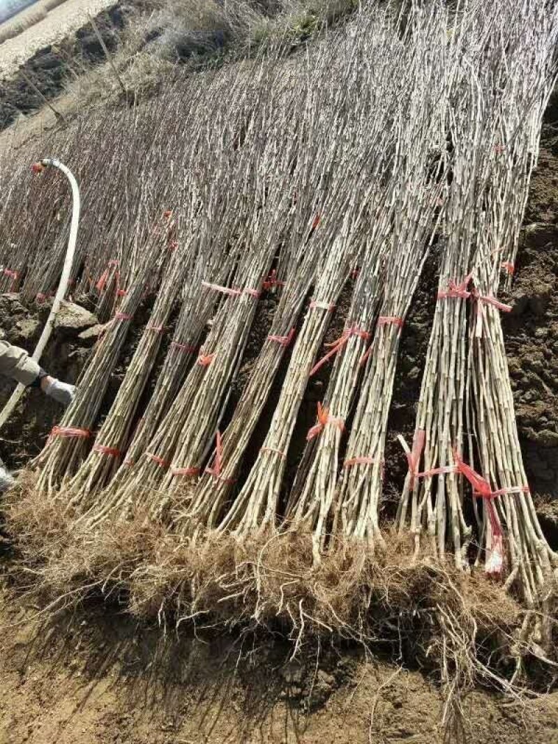 东北优质山楂苗，量大好成活，产地直发，保质保量