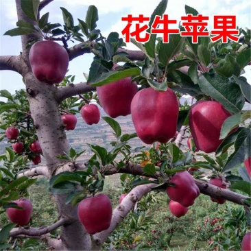 花牛苹果苹果苗天水花牛苹果苗嫁接苹果苗可盆栽地栽南北种