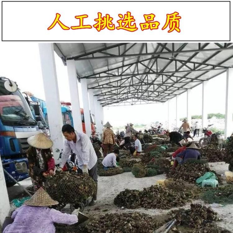 海蛎子肉牡蛎肉生蚝肉汫洲蚝肉福建蚝肉南澳蚝肉
