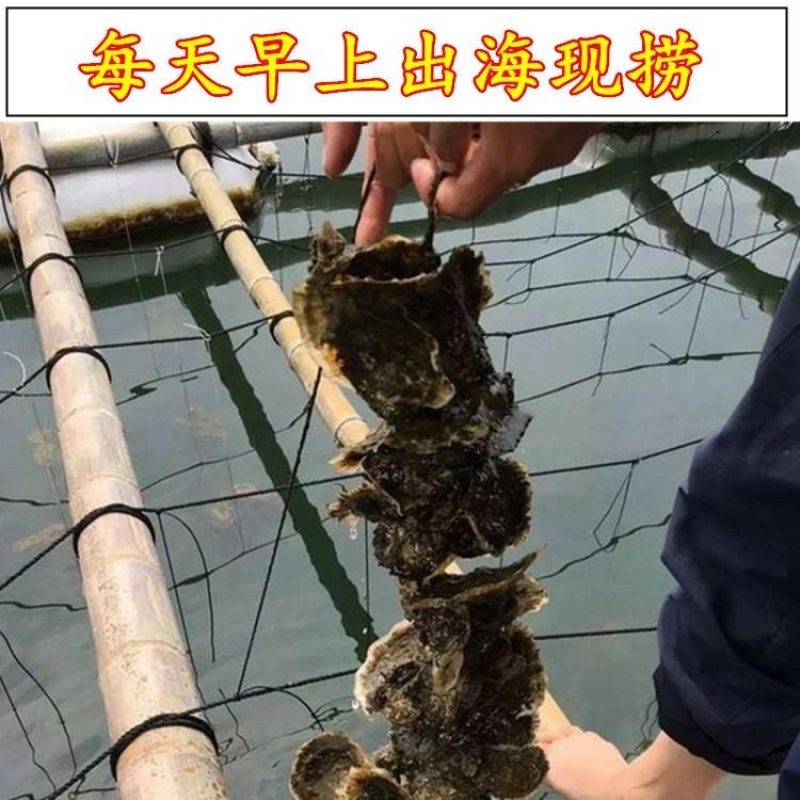 海蛎子肉牡蛎肉生蚝肉汫洲蚝肉福建蚝肉南澳蚝肉