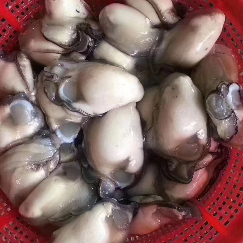 海蛎子肉牡蛎肉生蚝肉汫洲蚝肉福建蚝肉南澳蚝肉