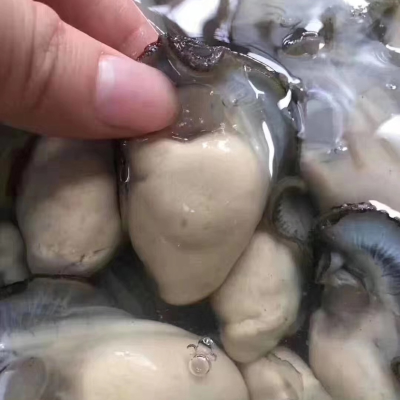 海蛎子肉牡蛎肉生蚝肉汫洲蚝肉福建蚝肉南澳蚝肉