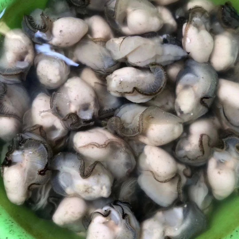 海蛎子肉牡蛎肉生蚝肉汫洲蚝肉福建蚝肉南澳蚝肉