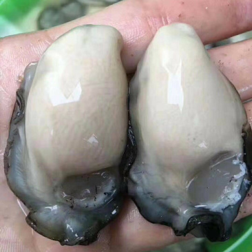 海蛎子肉牡蛎肉生蚝肉汫洲蚝肉福建蚝肉南澳蚝肉