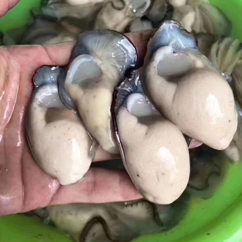 海蛎子肉牡蛎肉生蚝肉汫洲蚝肉福建蚝肉南澳蚝肉